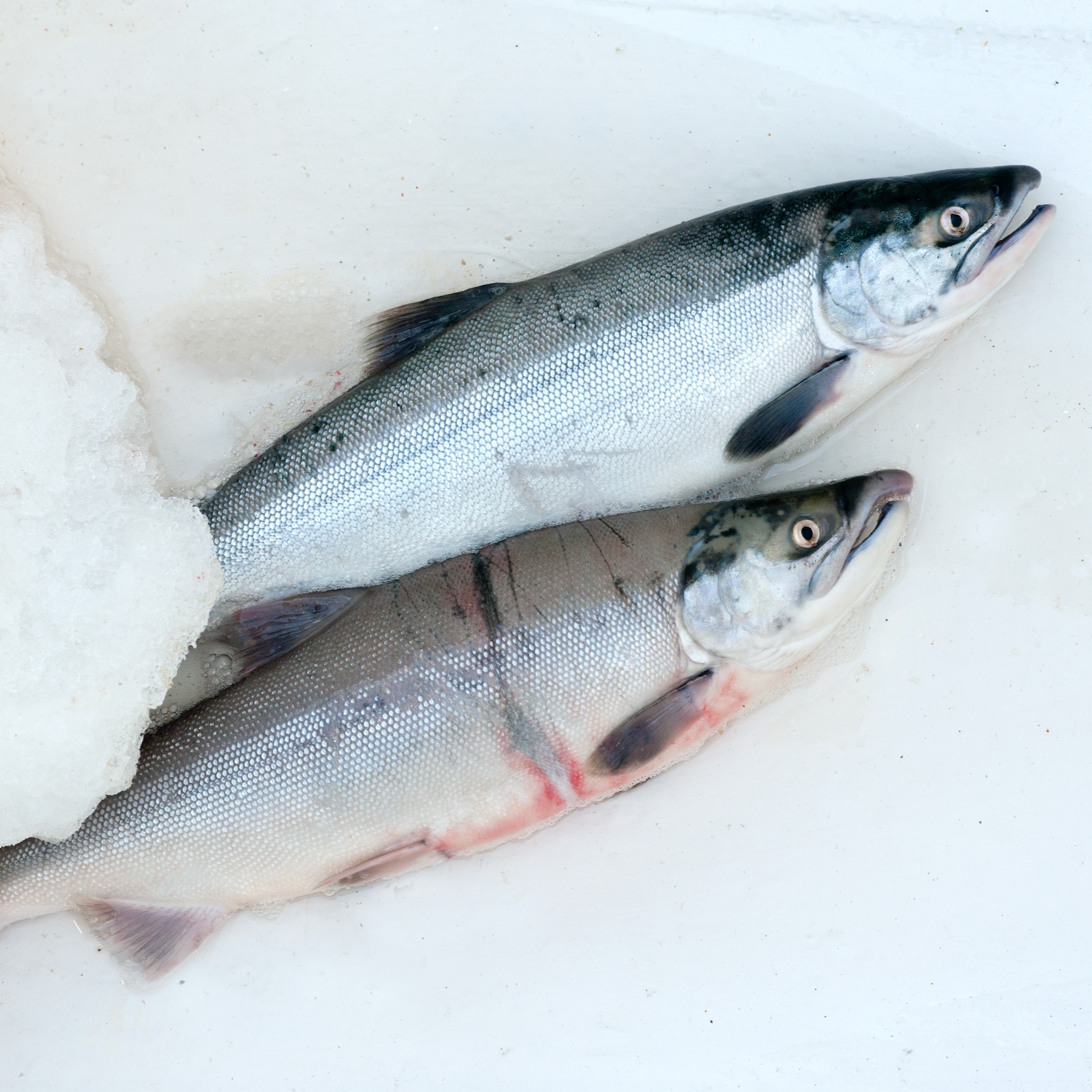 Wild-caught salmon on ice