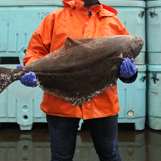 Fisherman holding wild-caught halibut