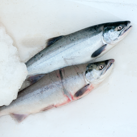 Wild-caught salmon on ice